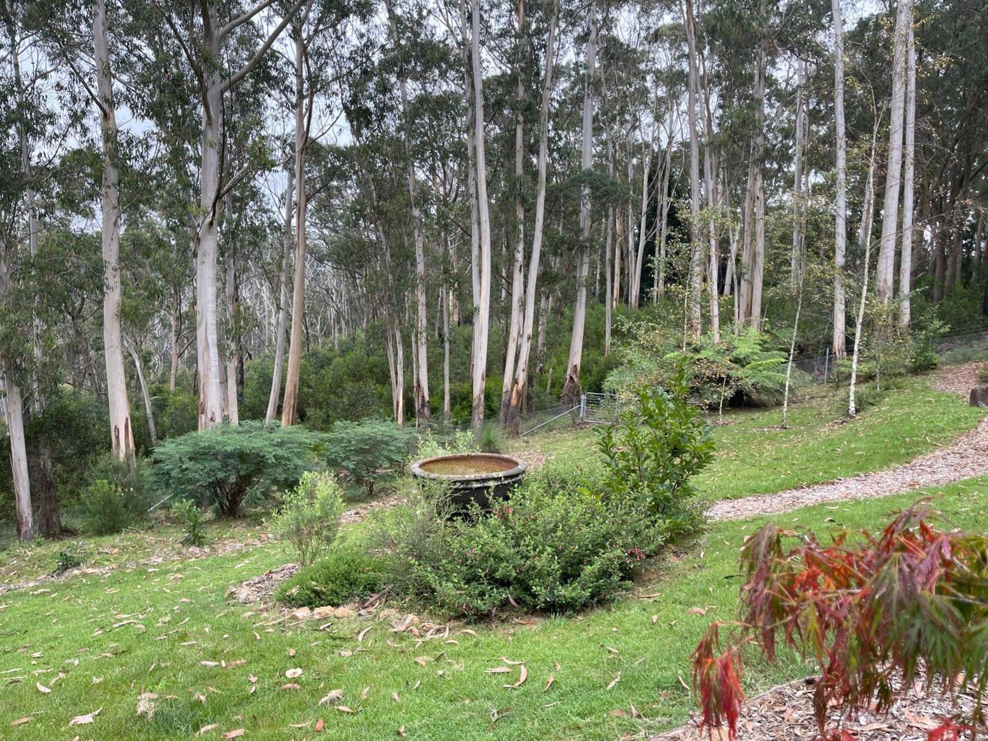 Tree Tops Mount Wilson Exterior foto